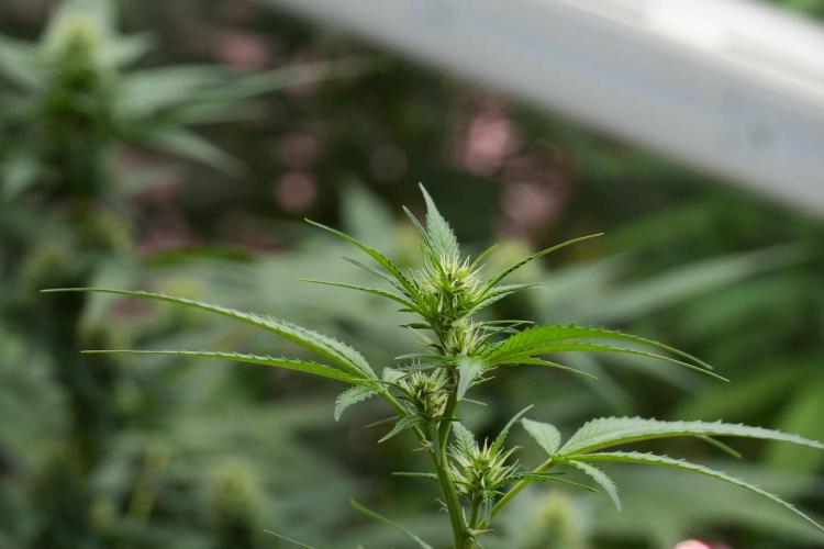 Pheno B Chem Brulee By Zamnesia. Week 7 - Chem Brûlée Pheno B 