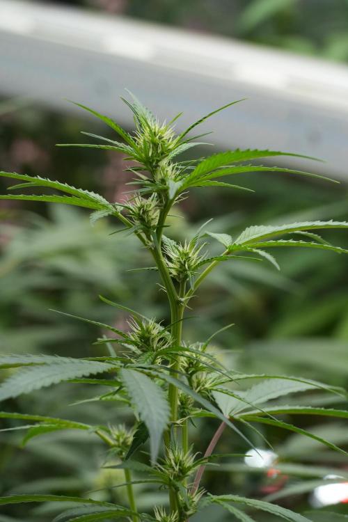 Pheno B Chem Brulee By Zamnesia. Week 7 - Chem Brûlée Pheno B 