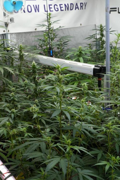 Pheno B Chem Brulee By Zamnesia. Week 7 - Chem Brûlée Pheno B 