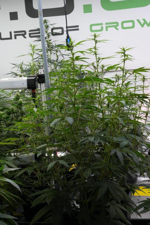 Pheno B Chem Brulee By Zamnesia. Week 7 - Chem Brûlée Pheno B 
