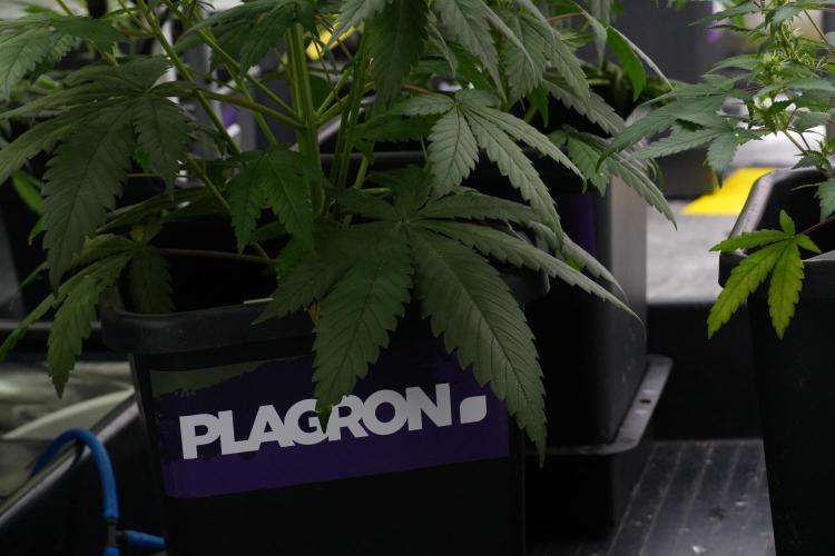 Pheno B Chem Brulee By Zamnesia. Week 7 - Chem Brûlée Pheno B 