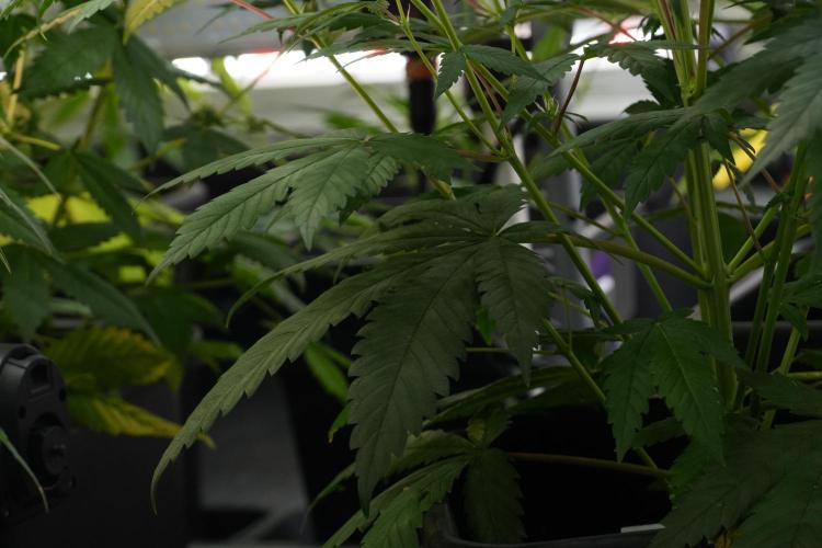 Pheno B Chem Brulee By Zamnesia. Week 7 - Chem Brûlée Pheno B 