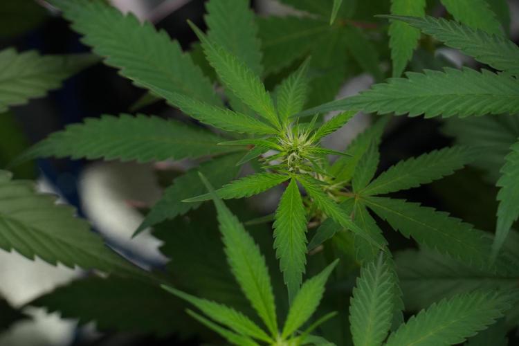 Pheno B Chem Brulee By Zamnesia. Week 7 - Chem Brûlée Pheno B 