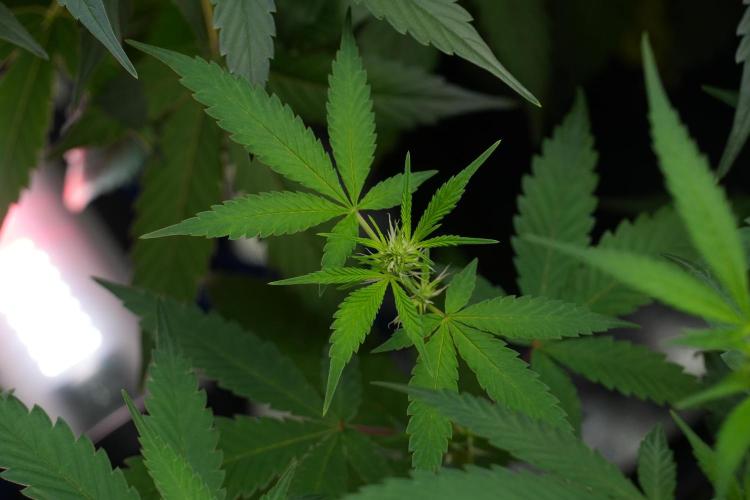 Pheno B Chem Brulee By Zamnesia. Week 7 - Chem Brûlée Pheno B 