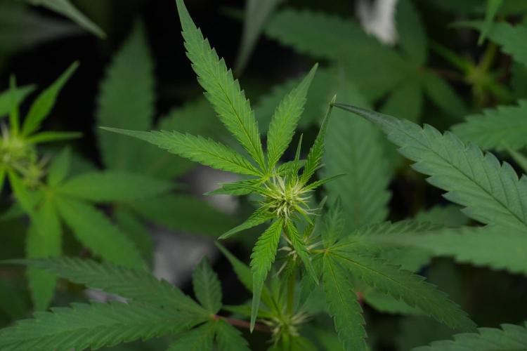 Pheno B Chem Brulee By Zamnesia. Week 7 - Chem Brûlée Pheno B 