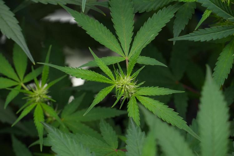 Pheno B Chem Brulee By Zamnesia. Week 7 - Chem Brûlée Pheno B 