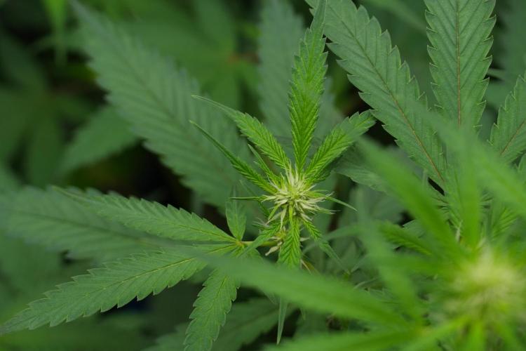 Pheno B Chem Brulee By Zamnesia. Week 7 - Chem Brûlée Pheno B 