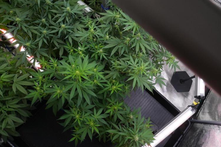 Pheno B Chem Brulee By Zamnesia. Week 7 - Chem Brûlée Pheno B 