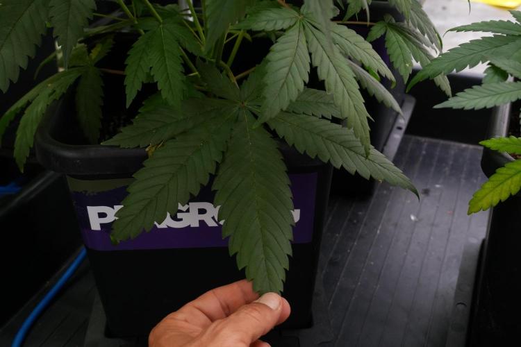 Pheno B Chem Brulee By Zamnesia. Week 7 - Chem Brûlée Pheno B big leafs