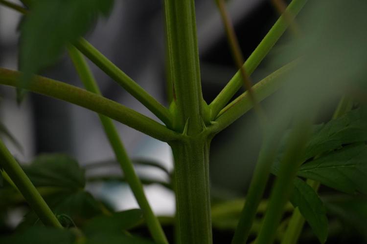 Pheno B Chem Brulee By Zamnesia. Week 7 - Chem Brûlée Pheno B 