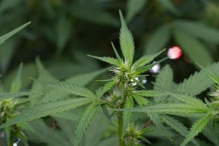 God father OG By Zamnesia Pheno A. Week 7 - Godfather OG Pheno A