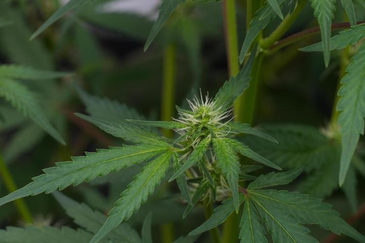 God father OG By Zamnesia Pheno A. Week 7 - Godfather OG Pheno A