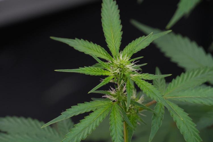 God father OG By Zamnesia Pheno A. Week 7 - Godfather OG Pheno A