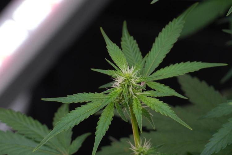 God father OG By Zamnesia Pheno A. Week 7 - Godfather OG Pheno A
