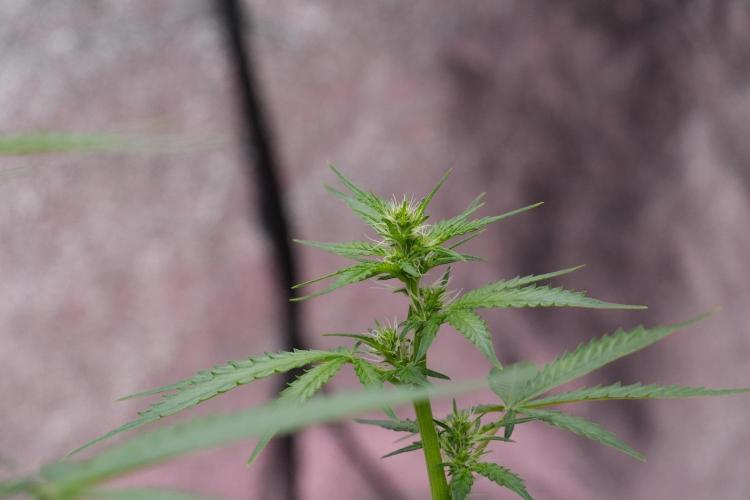 God father OG By Zamnesia Pheno A. Week 7 - Godfather OG Pheno A