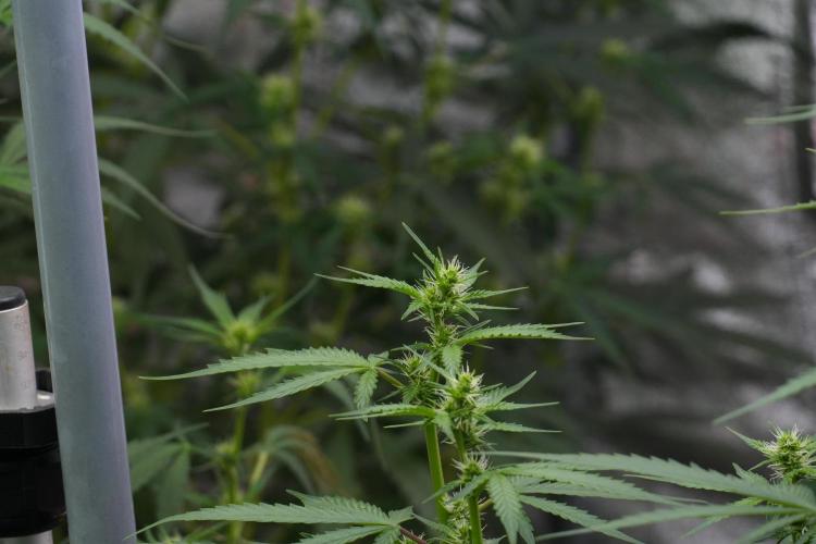 God father OG By Zamnesia Pheno A. Week 7 - Godfather OG Pheno A