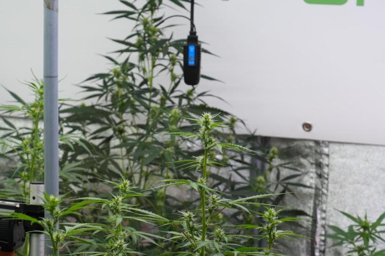 God father OG By Zamnesia Pheno A. Week 7 - Godfather OG Pheno A