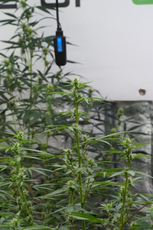 God father OG By Zamnesia Pheno A. Week 7 - Godfather OG Pheno A