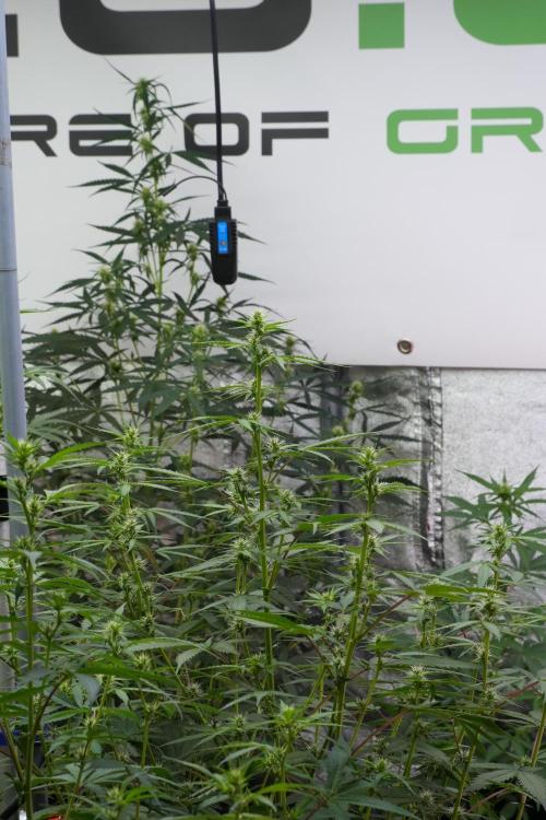 God father OG By Zamnesia Pheno A. Week 7 - Godfather OG Pheno A