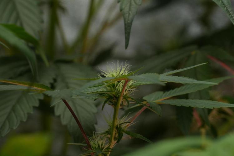 Pheno B God father OG By Zamnesia. Week 7 - Godfather OG Pheno B