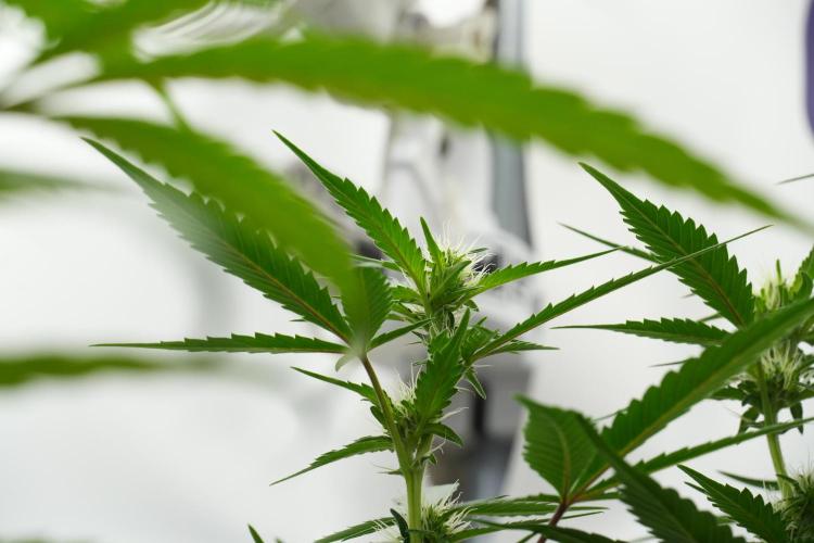 Pheno B God father OG By Zamnesia. Week 7 - Godfather OG Pheno B