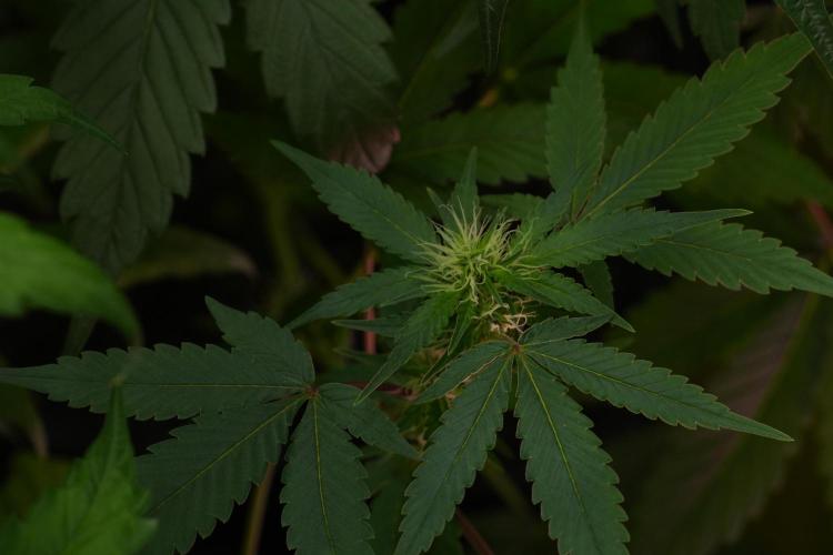 Pheno B God father OG By Zamnesia. Week 7 - Godfather OG Pheno B