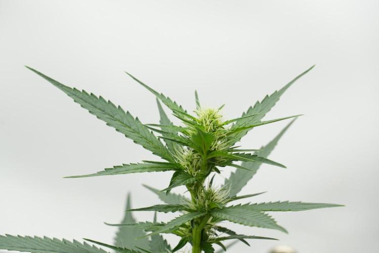 Pheno B God father OG By Zamnesia. Week 7 - Godfather OG Pheno B