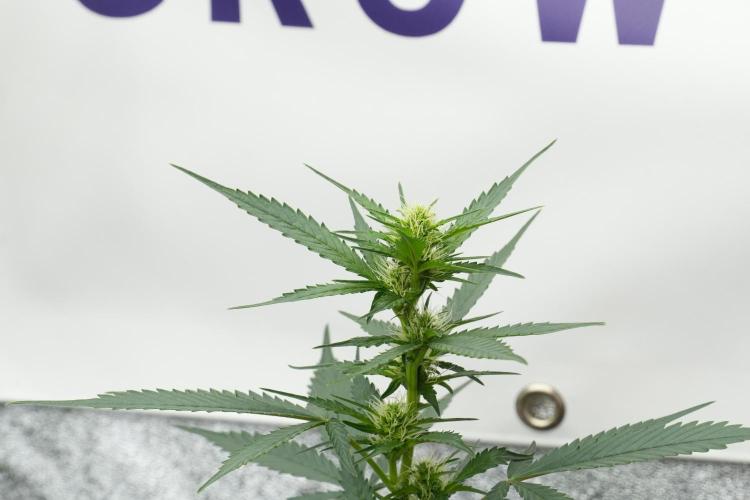 Pheno B God father OG By Zamnesia. Week 7 - Godfather OG Pheno B
