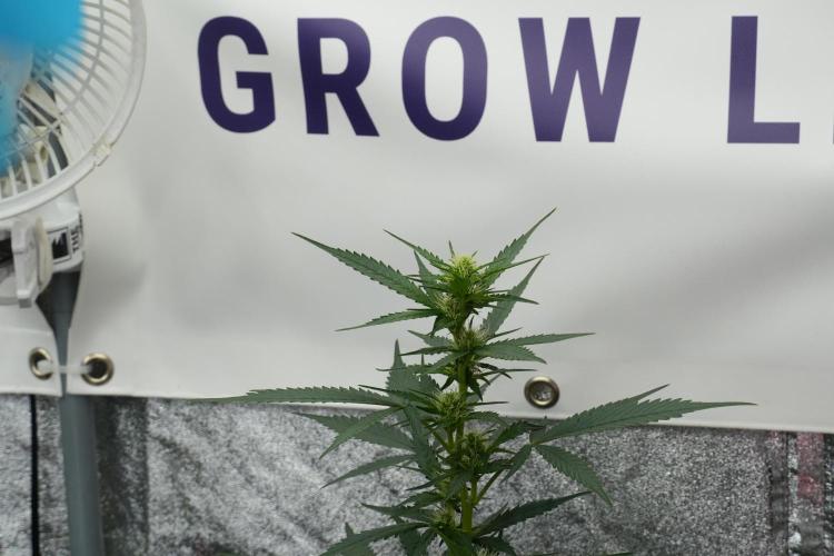 Pheno B God father OG By Zamnesia. Week 7 - Godfather OG Pheno B