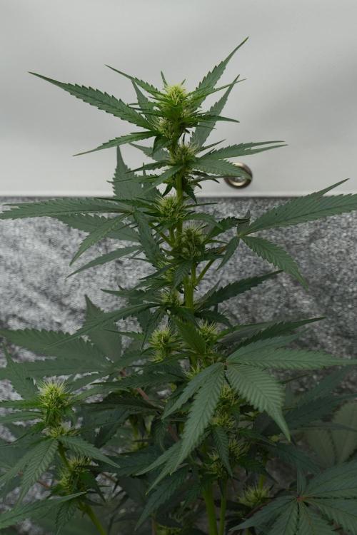 Pheno B God father OG By Zamnesia. Week 7 - Godfather OG Pheno B