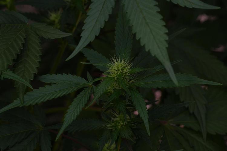 Pheno B God father OG By Zamnesia. Week 7 - Godfather OG Pheno B