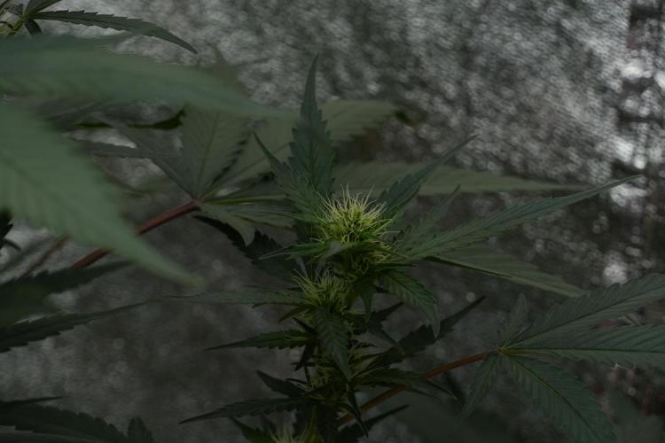 Pheno B God father OG By Zamnesia. Week 7 - Godfather OG Pheno B