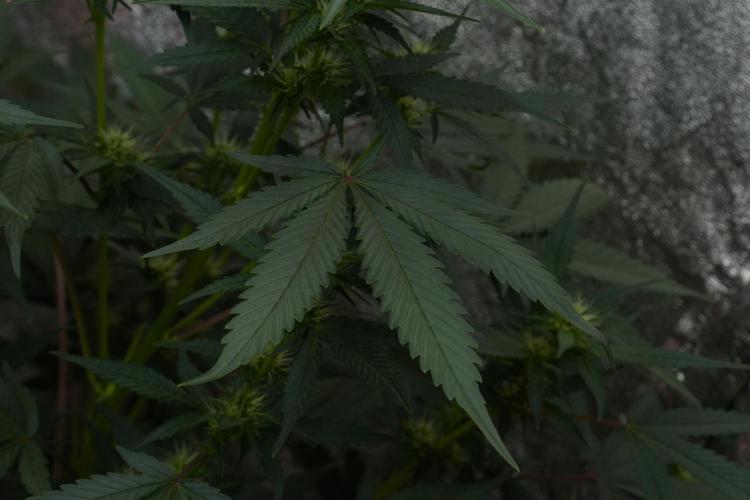 Pheno B God father OG By Zamnesia. Week 7 - Godfather OG Pheno B