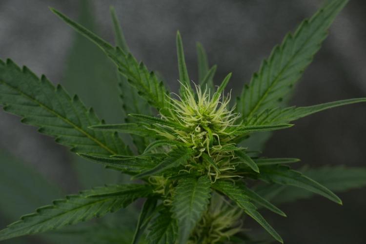 Pheno B God father OG By Zamnesia. Week 7 - Godfather OG Pheno B