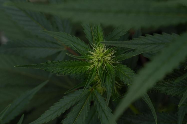 Pheno B God father OG By Zamnesia. Week 7 - Godfather OG Pheno B