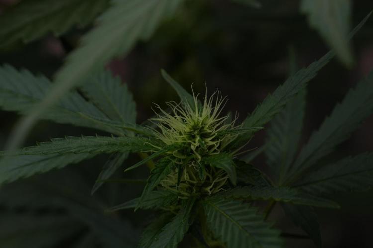 Pheno B God father OG By Zamnesia. Week 7 - Godfather OG Pheno B