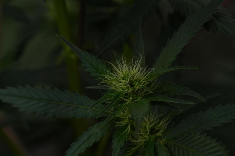 Pheno B God father OG By Zamnesia. Week 7 - Godfather OG Pheno B