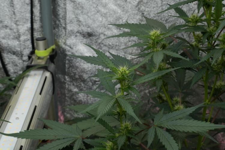 Pheno B God father OG By Zamnesia. Week 7 - Godfather OG Pheno B