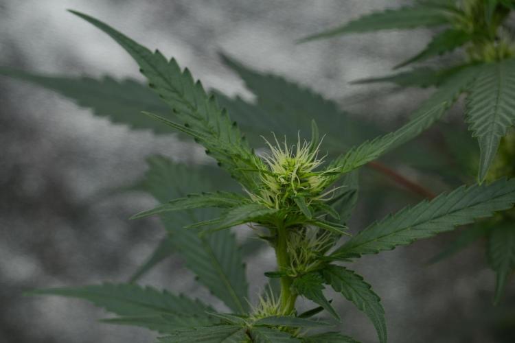Pheno B God father OG By Zamnesia. Week 7 - Godfather OG Pheno B