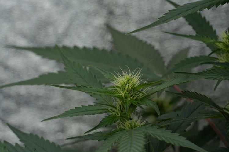 Pheno B God father OG By Zamnesia. Week 7 - Godfather OG Pheno B