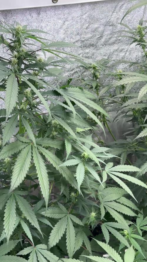 Pheno B God father OG By Zamnesia