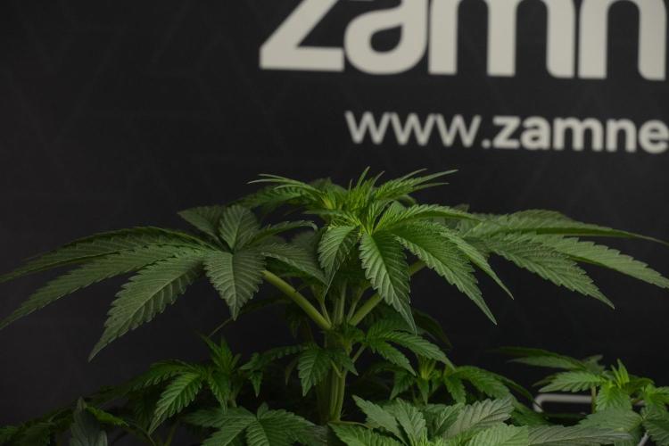 Passion Fruitz By Zamnesia. Week 7 - Passion Fruitz 