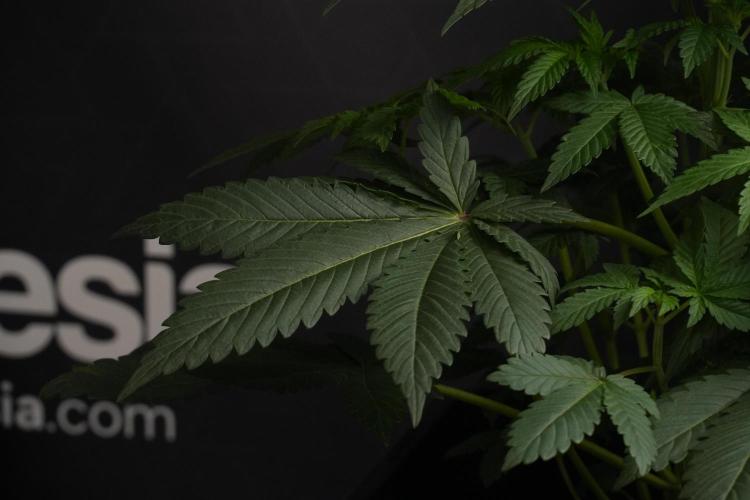 Passion Fruitz By Zamnesia. Week 7 - Passion Fruitz 