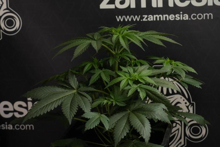 Passion Fruitz By Zamnesia. Week 7 - Passion Fruitz 