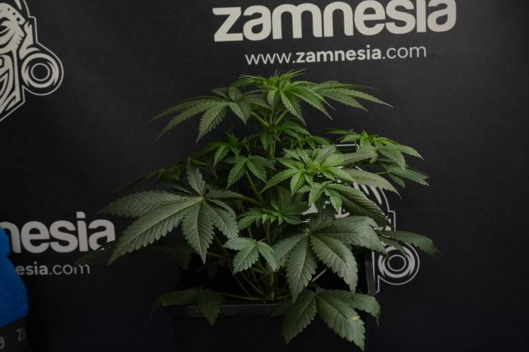 Passion Fruitz By Zamnesia. Week 7 - Passion Fruitz 