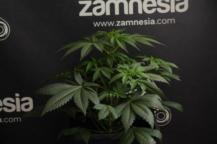 Passion Fruitz By Zamnesia. Week 7 - Passion Fruitz 