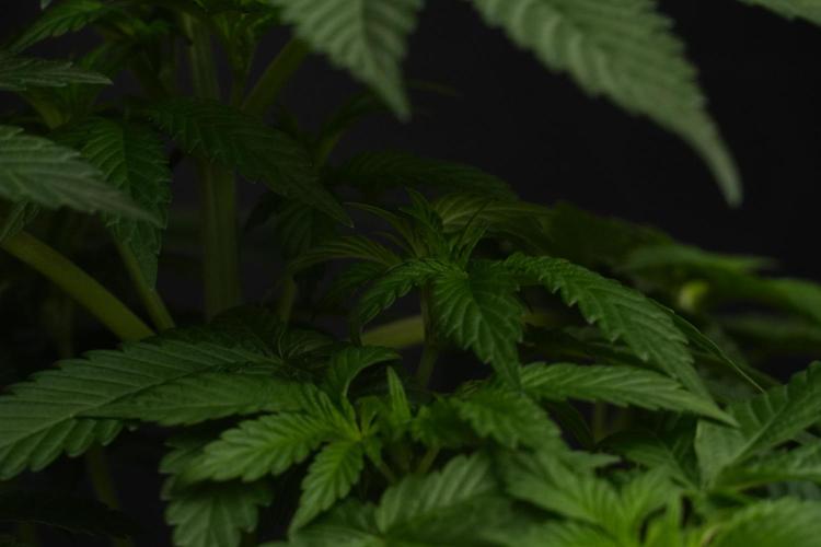 Passion Fruitz By Zamnesia. Week 7 - Passion Fruitz 