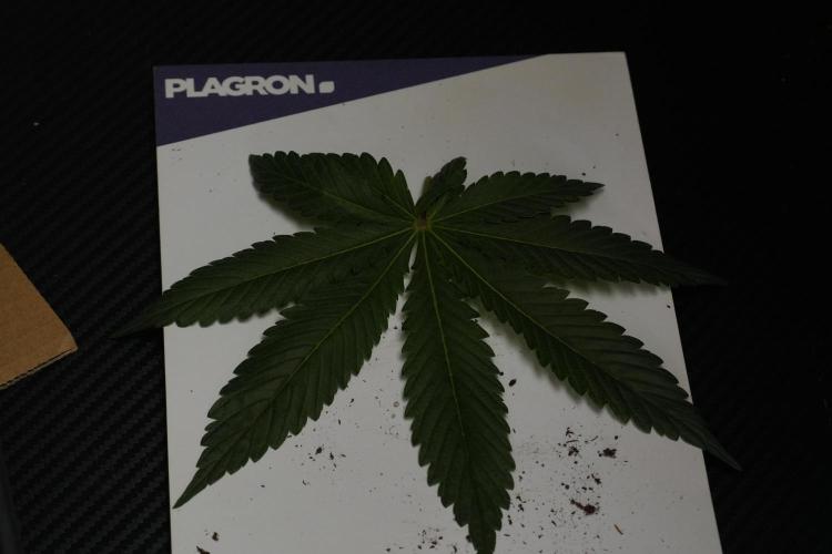 Passion Fruitz By Zamnesia. Week 7 - Passion Fruitz Leafs