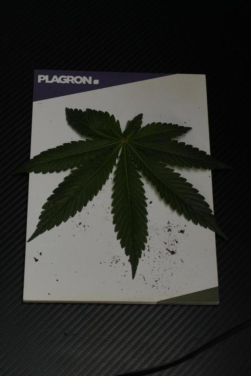 Passion Fruitz By Zamnesia. Week 7 - Passion Fruitz Leafs