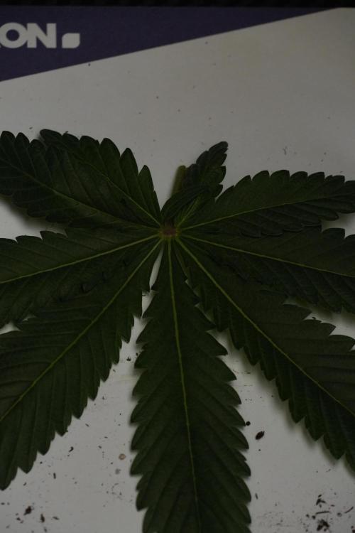 Passion Fruitz By Zamnesia. Week 7 - Passion Fruitz Leafs